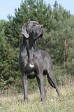 DOGUE ALLEMAND 008